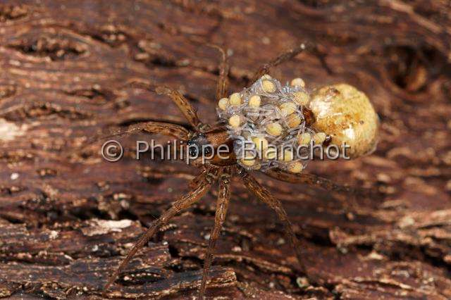Lycosidae_0555.JPG - France, Araneae, Lycosidae, Lycose ou Araignée-loup (Pardosa lugubris), femelle portant ses jeunes araignées sur le dos, peu après leur sortie du cocon, Wolf spider